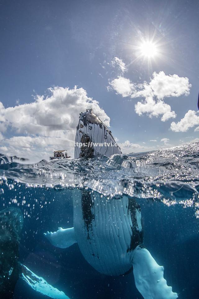 大洋洲游泳选手实力强劲,引起热议 大洋洲游泳选手实力强劲,引起热议