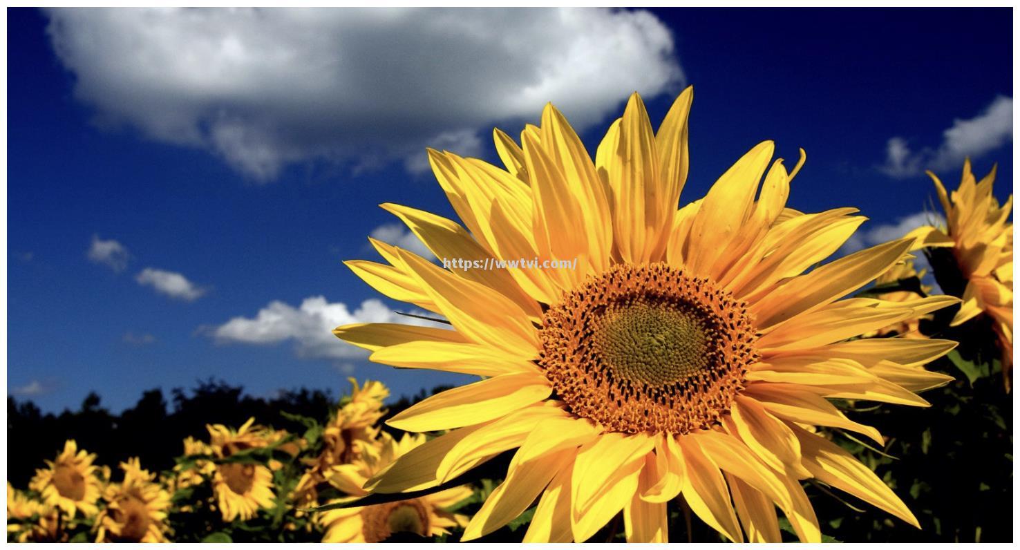 柏林赫塔冒泡崩盘,前途莫测沉沉逐日 柏林赫塔冒泡崩盘,前途莫测沉沉逐日